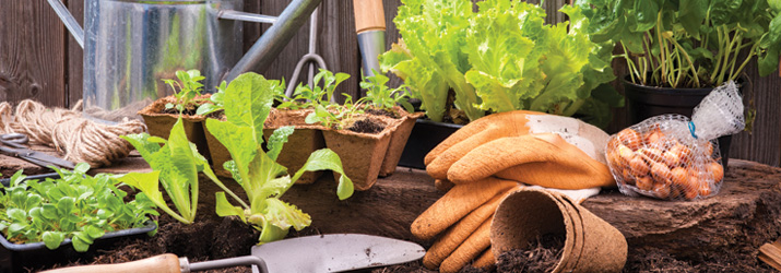 Caregiver WI National Institutes of Health Highlights the Benefits of Gardening